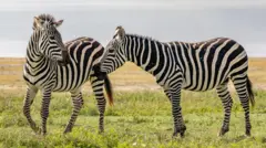 Zebras