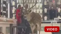 கோவையில் நகைக் கடைக்குள் புகுந்த மான்