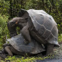 Tortugas gigantes copulando.