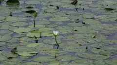 நொய்யல் ஆறு, கோவை, நொய்யல், நதி, கோவை குற்றாலம்