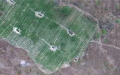 Vista aérea de uma plantação com 36 mil pés de maconha foi destruída pela Polícia Federal (PF) em Pernambuco no município de Pedra (PE).Foto: Divulgação Polícia Federal/ Agência Brasil