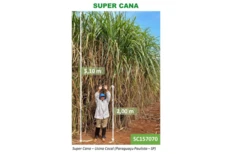 Detalhe da apresentação sobre o projeto com imagem da "supercana", com pouco mais de 5 metros