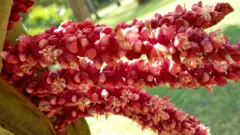 සමනල කන්දට වැඩම කළ බුදුරජාණන් වහන්සේට සුමන සමන් දෙවියන් දෝතළු මල් පූජා කළ බවටත් එසේ පූජා කරන අවස්ථාවේ බුද්ධානුභාවයෙන් ඒවා රන් පැහැ ගැන්වුණු බවටත් ජනප්‍රවාදයක් පවතී.