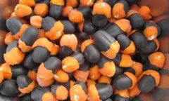 African Mahogany Seeds