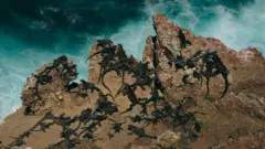 Iguana-marinha em Floreana