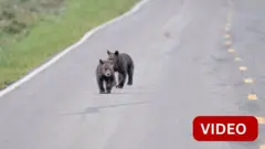 விமான ஓடுபாதையில் நுழைந்த கரடி; ரத்தான விமானங்கள்! 