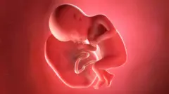 Uma ilustração gerada por computador mostra um feto de 27 semanas conectado à placenta pelo cordão umbilical