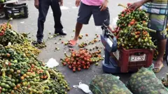 Sacos de pupunha no chão