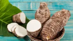Cocoyam dey similar to yam