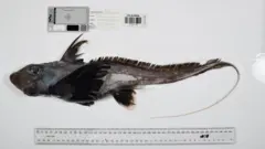 Un tiburón fantasma con piel de color gris oscuro a casi negro junto a una regla, con aletas que parecen alas.