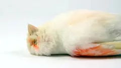 мертвий птах