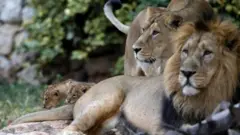 ગુજરાતનો એવો છોડ જે ગીરના સિંહો અને વનવિભાગને પરેશાન કરી રહ્યો છે