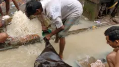 ভিস্তি