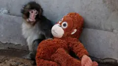 bir maymun ve oyuncak orangutan