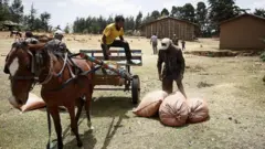 ብፈረስ እትጉተት ዓረብያ