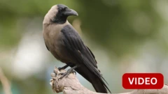 மனிதனை போல பேசி பிரமிக்க வைக்கும் காகம் - வியப்பூட்டும் காணொளி