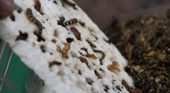 ነፍሳቶቹ ፕላስቲኩን ከበሉ በኋላ ማብላላት ይችላሉ።