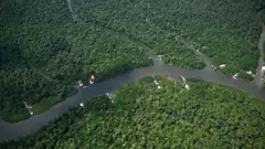 Floresta tropical em Cameta, Pará