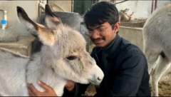 గాడిదల ఫామ్ 
