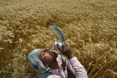 Un trabajador migrante bebe agua durante la cosecha de trigo en las afueras de Chandigarh el 22 de abril de 2025.
