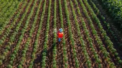 Vista aérea de um agricultor com uniforme vermelho e azul pulverizando pimentas em um campo.