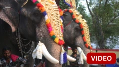 கேரளா: கோவில் திருவிழா ஊர்வலத்தின்போது மதம் பிடித்து மிரண்டோடிய யானை