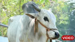 ఒంగోలు గిత్త 