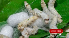 બીબીસી ગુજરાતી, ગુજરાત, ઓડિશા, રેશમ, કરુણા સિલ્ક,