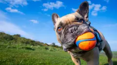 Um bulldog francês em zoom, segurando uma bola na boca, em uma área gramada, em um dia ensolarado.
Fofo demais para resistir?
