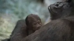 ሳሊ እና ልጇ