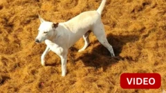 காளைகள் பாயும் ஜல்லிக்கட்டு களத்துக்குள் புகுந்த நாய்