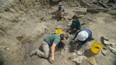 Pesquisadores escavando fósseis entre rochas em Alberta, Canadá