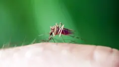 Certaines personnes se sont délibérément laissées piquer par des moustiques porteurs de paludisme, au nom de la recherche médicale.