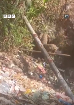 દીપડાને રોકવા માટે ગ્રામજનોએ પ્રયત્ન કરી રહ્યા હતા ત્યારે ચાર લોકો ઘાયલ થયા હતા. 