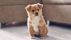 Un petit chien assis regardant dans la caméra