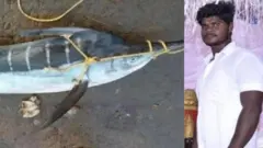 கொம்மு கோனாம் மீன், ஆந்திரா, மீனவரை இழுத்துச் சென்ற கொம்மு கோனாம் 