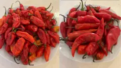 Ụdị ose abụọ na-acha uhie uhie nọ n'ime efere abụọ. Otu dị ogologo ebe nke ọzọ bụ ose na-afụ afụ.