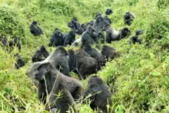Dezenas de gorilas-da-montanha interagindo, brincando e socializando na floresta do Parque Nacional dos Vulcões de Ruanda