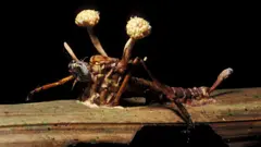 Un insecto que ha sido invadido por un hongo.