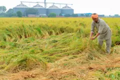 ਚੌਲਾਂ ਦੀ ਫਸਲ 