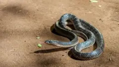 '