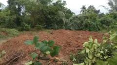 කෲඩියා සිලනිකා
