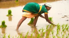 தமிழ்நாடு, விவசாயிகள், பயிர்க்கடன், டெல்டா மாவட்டங்கள், தொடக்க வேளாண்மை கூட்டுறவு வங்கி 