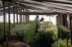 'Pepe' Mujica, de pé, cuida da sua chácara perto de Montevidéu