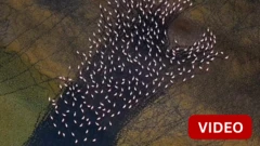 இரான்: மஹர்லூ ஏரி மீது கூட்டமாக நடந்து செல்லும் பூநாரைகள் - டிரோன் காட்சி