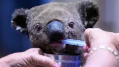 koala