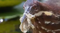 birds