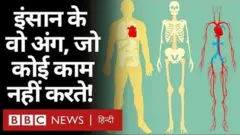 इंसान के अंग