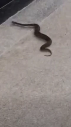 સાપ