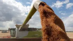 حبوب